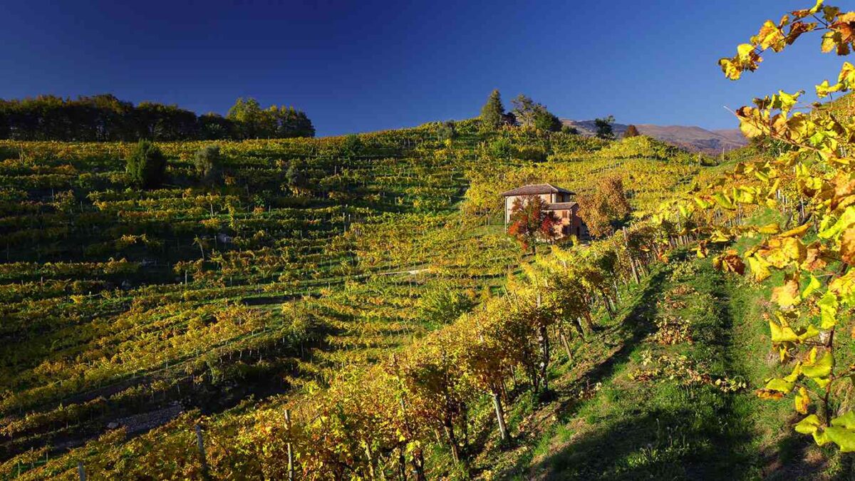 Terraced vineyards in autumn colour above a Veneto hillside