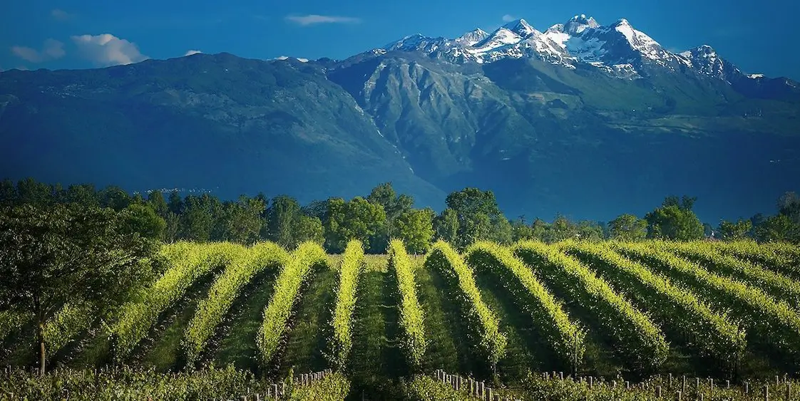 Vineyard rows below the snow-capped peaks of North-East Italy