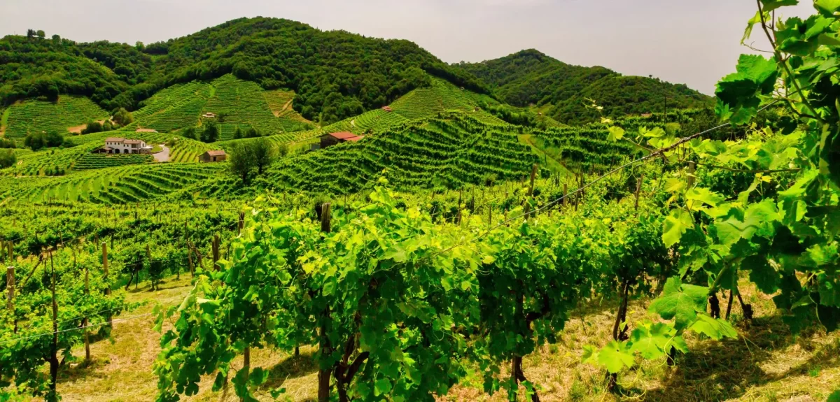 Vineyards on the Prosecco hills of Valdobbiadene
